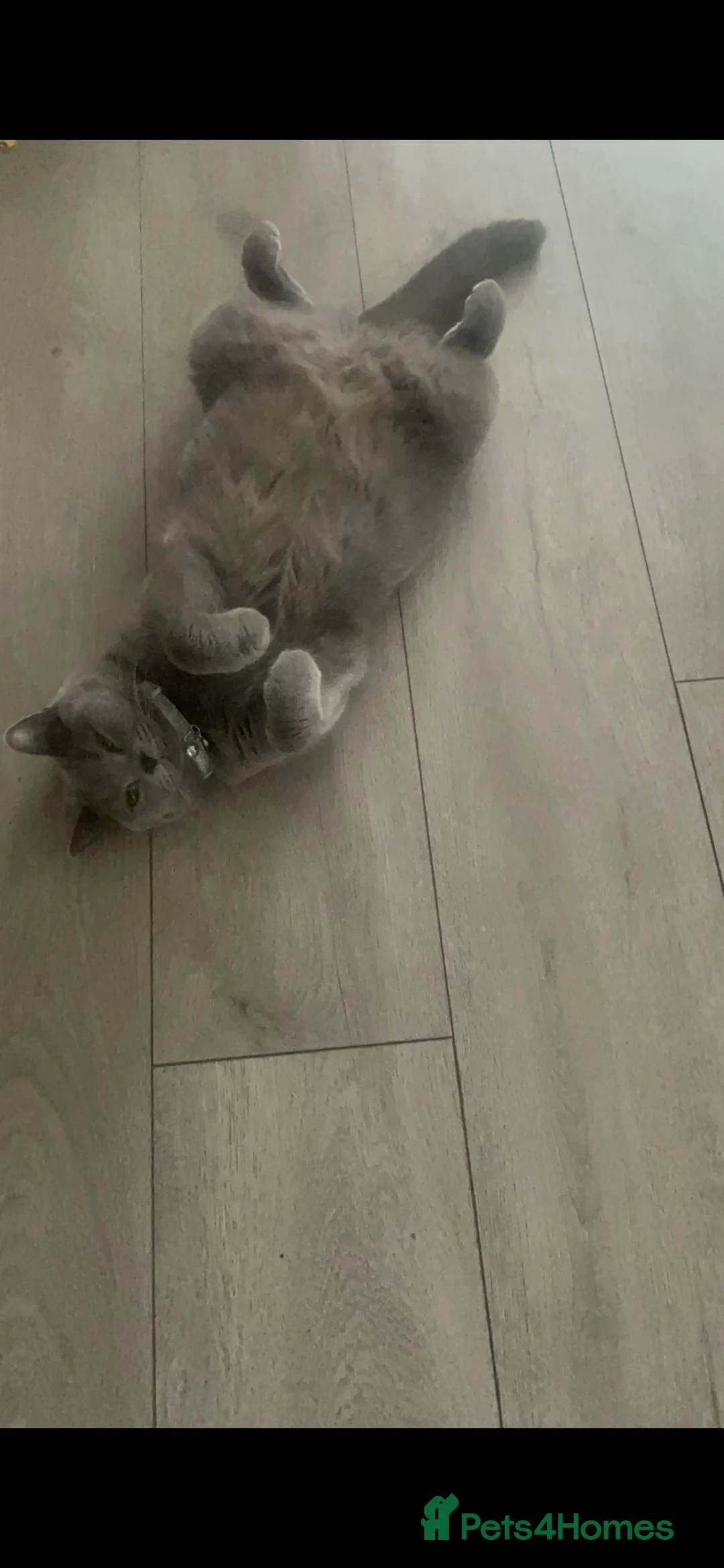 British Shorthair cats for sale: Gccf bsh male  🔥 champion blood lines 🔥 - Advert 2