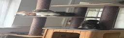 Scottish Fold cats for sale: Adorable kittens - Advert 7