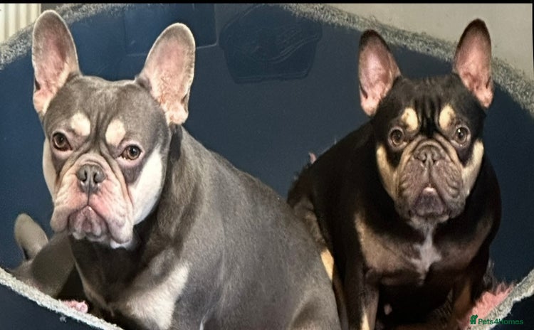 French Bulldog dogs - Advert 4