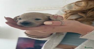 Miniature Dachshund dogs - Advert 10