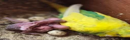 Mixed Breed birds for sale: Birds  - Advert 32