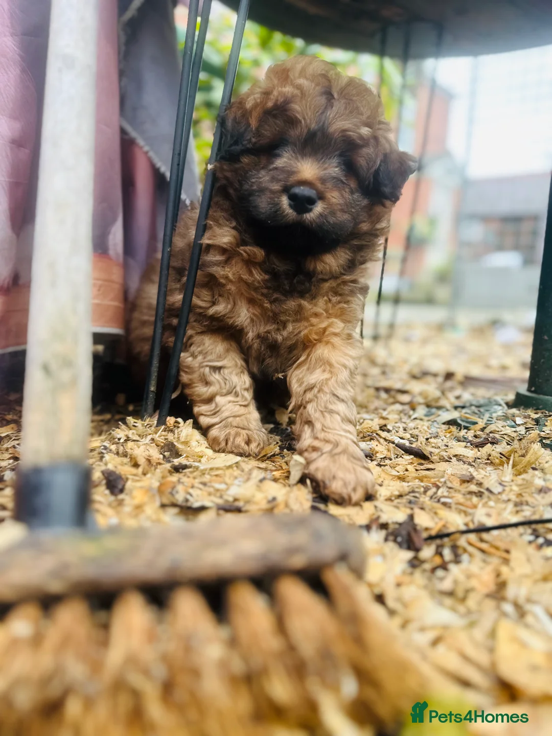 Mixed Breed dogs for sale: Wow real life teddy bears 🧸  - Advert 8