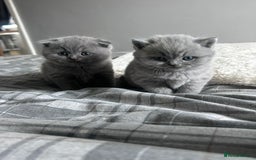 Scottish Fold cats for sale: **AVAILABLE NOW** Scottish fold kittens  - Image 20
