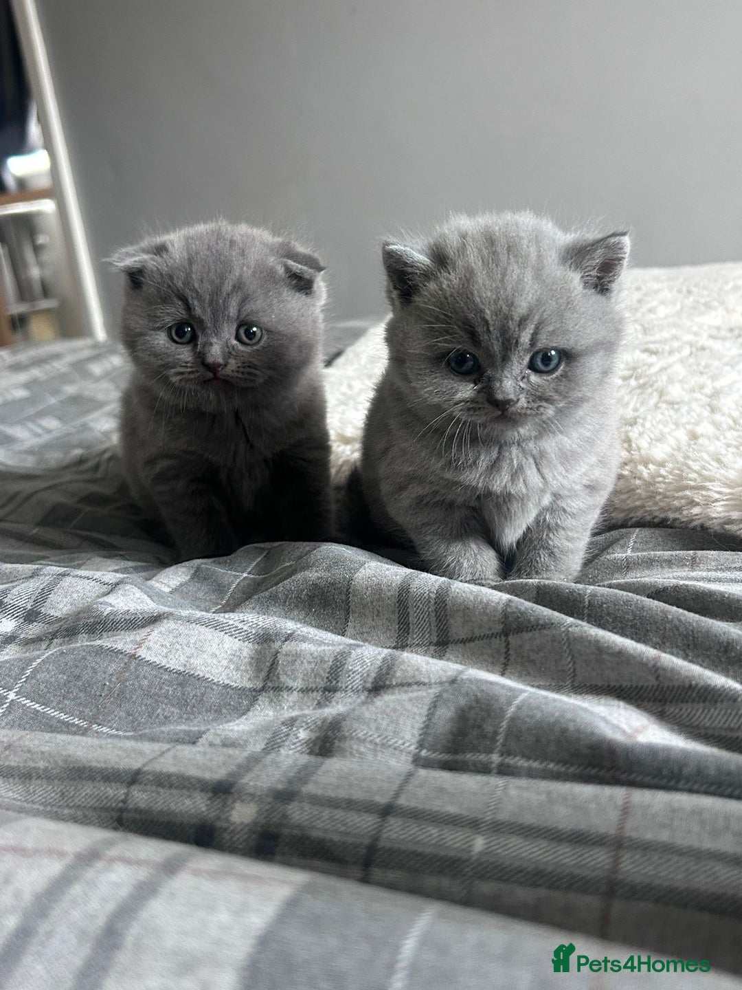 Scottish Fold cats for sale: **AVAILABLE NOW** Scottish fold kittens  - Image 20