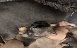 Mixed Breed dogs for sale: puppies  - Image 7