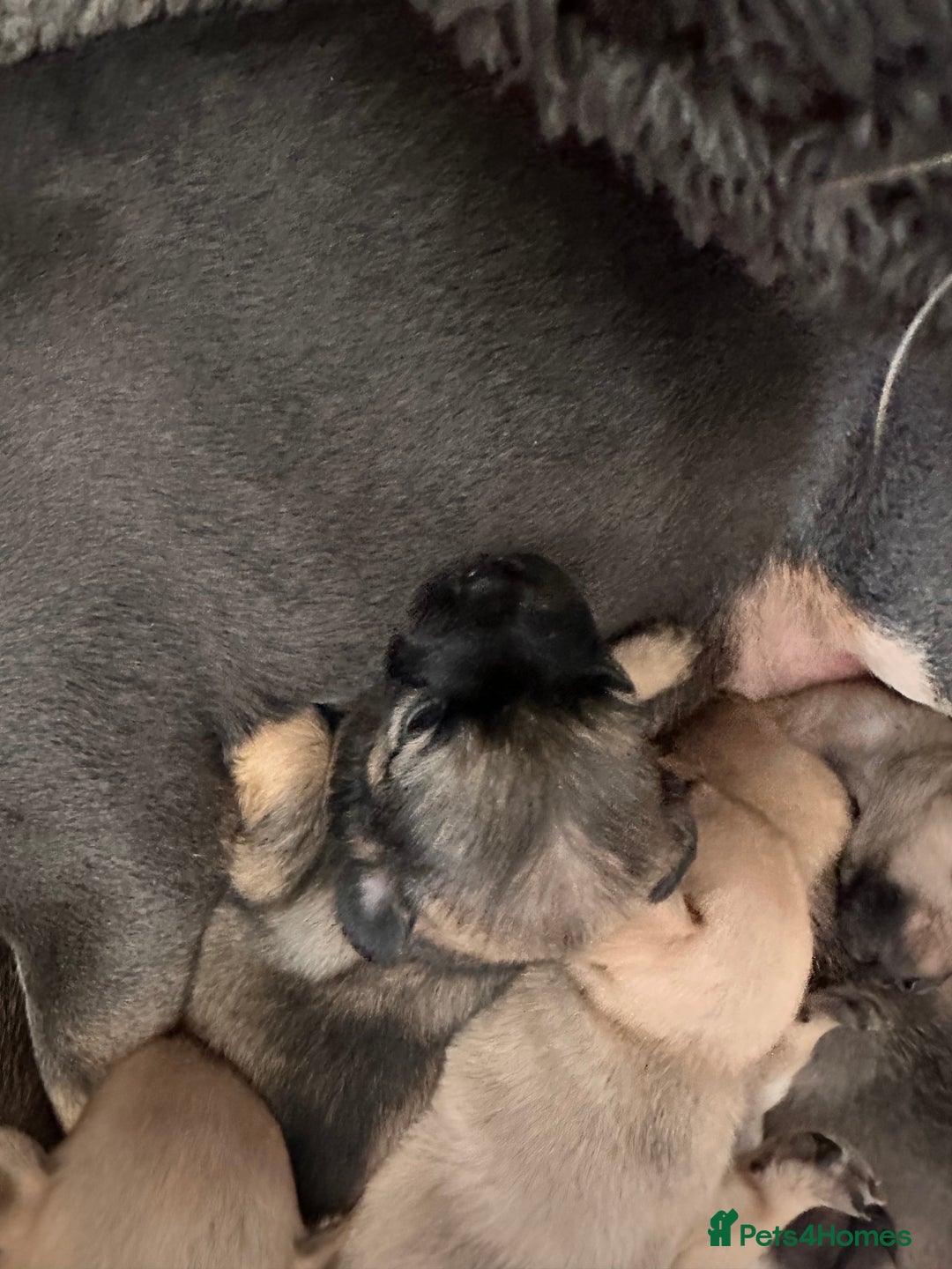 Mixed Breed dogs for sale: puppies  - Image 7