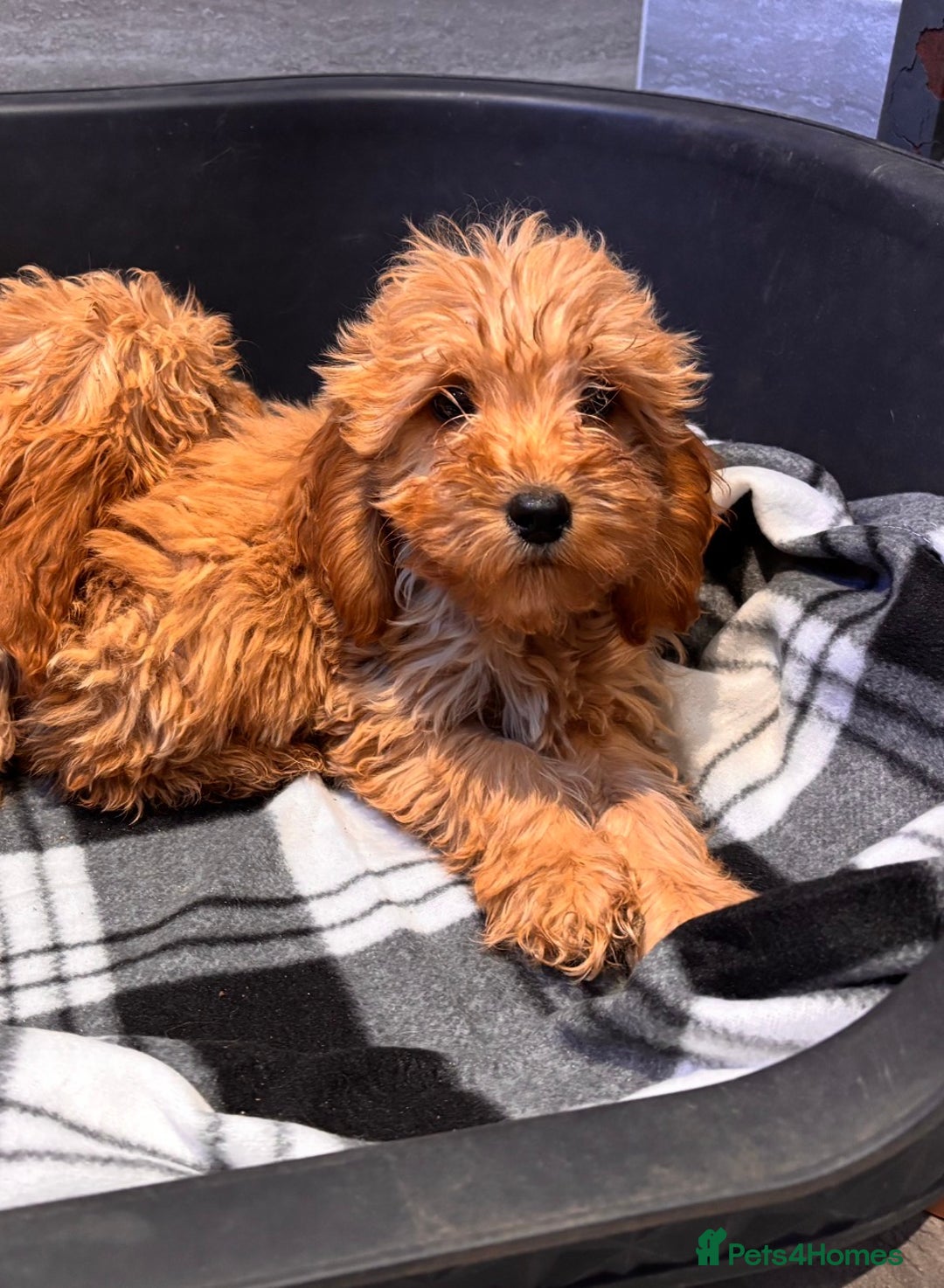 Cockapoo dogs for sale: Beautiful gold Cockapoo puppies - Advert 4