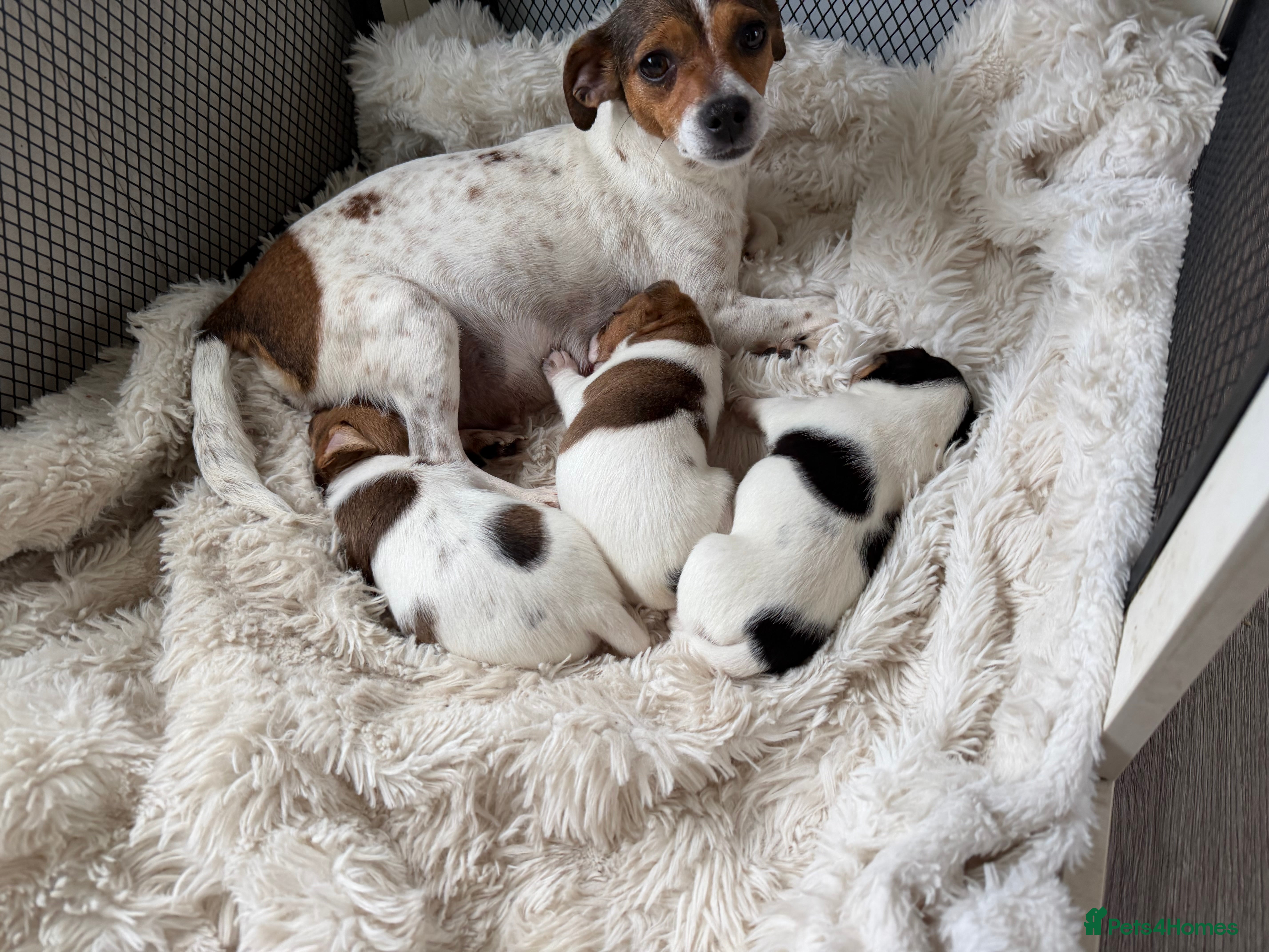 Jack Russell dogs Beautiful Jack Russell puppies  - Advert 4