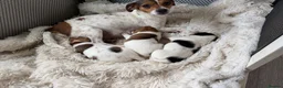 Jack Russell dogs for sale: Beautiful Jack Russell puppies  in Wickford - Advert 1