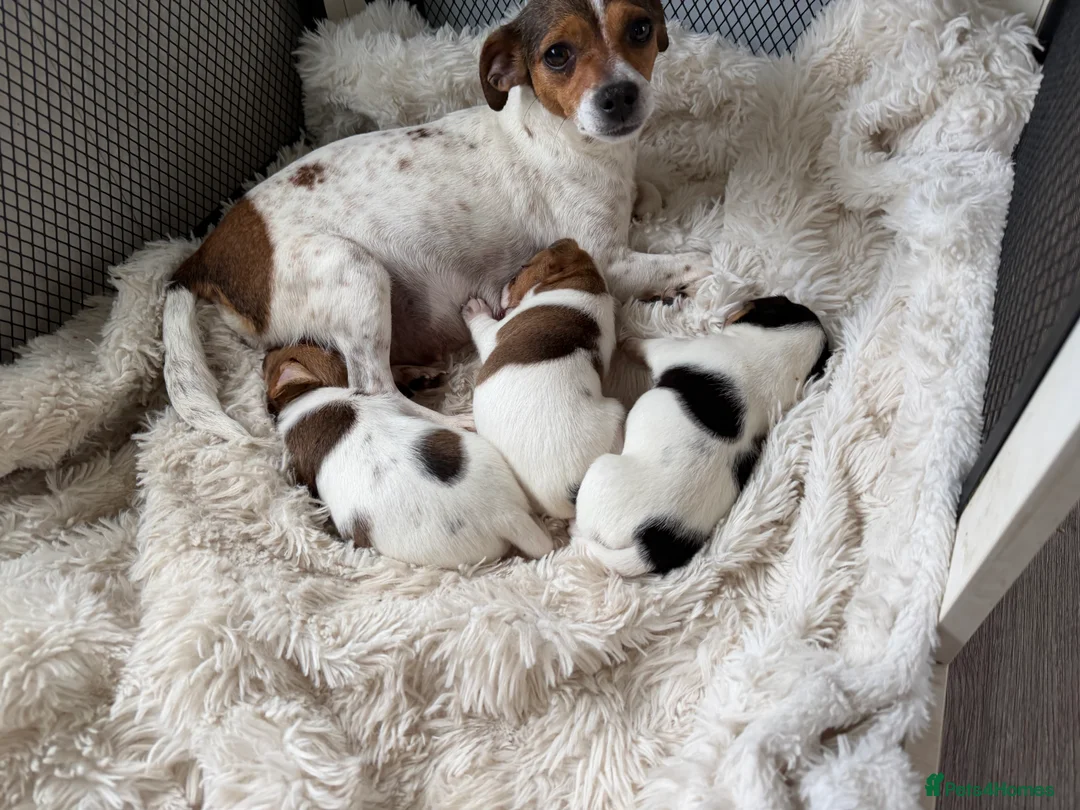 Jack Russell dogs for sale: Beautiful Jack Russell puppies  in Wickford - Advert 1