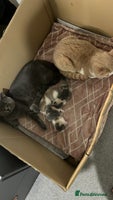 British Shorthair cats - Advert 14