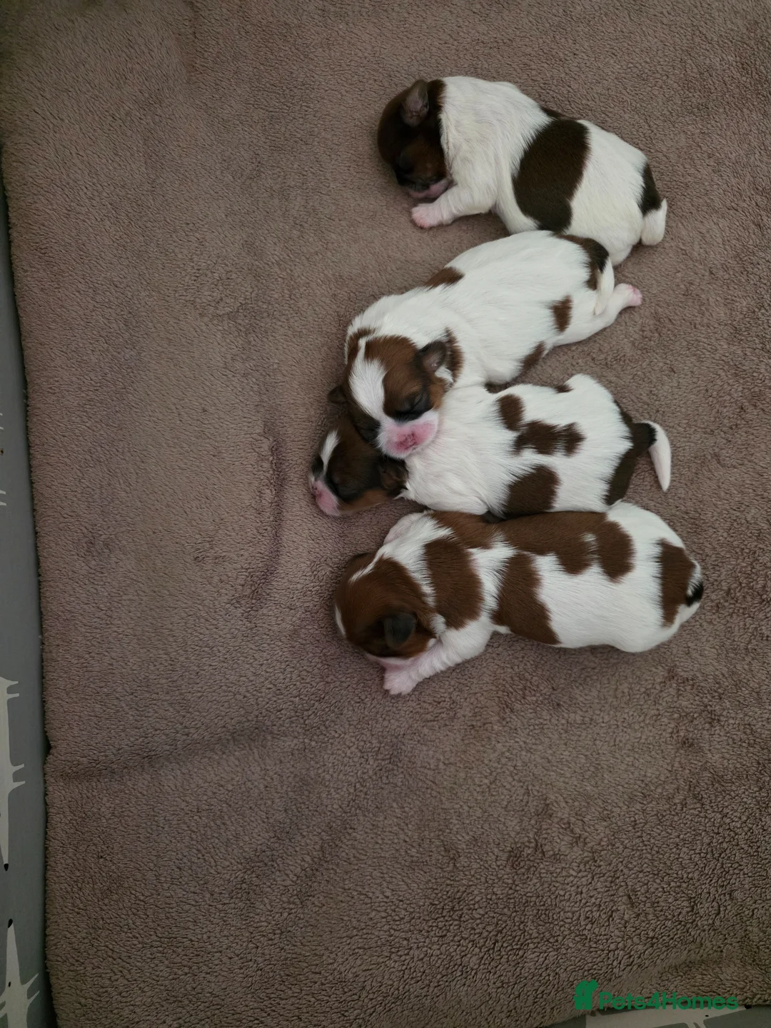 Shih Tzu dogs for sale: Female shih tzu puppy  - Advert 8