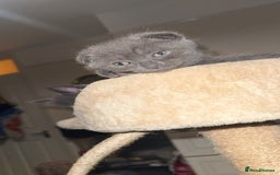 Scottish Fold cats for sale: Beautiful Grey Scottish Fold & Straight Kittens - Image 3