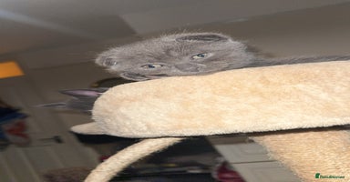 Scottish Fold cats - Advert 2