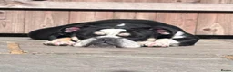 English Bulldog dogs for sale: 🐶 2 Gorgeous Male English Bulldog Puppies 🐶 - Advert 4