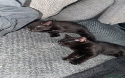 Mixed Breed cats for sale: Two beautiful mixed breed kittens  - Image 6