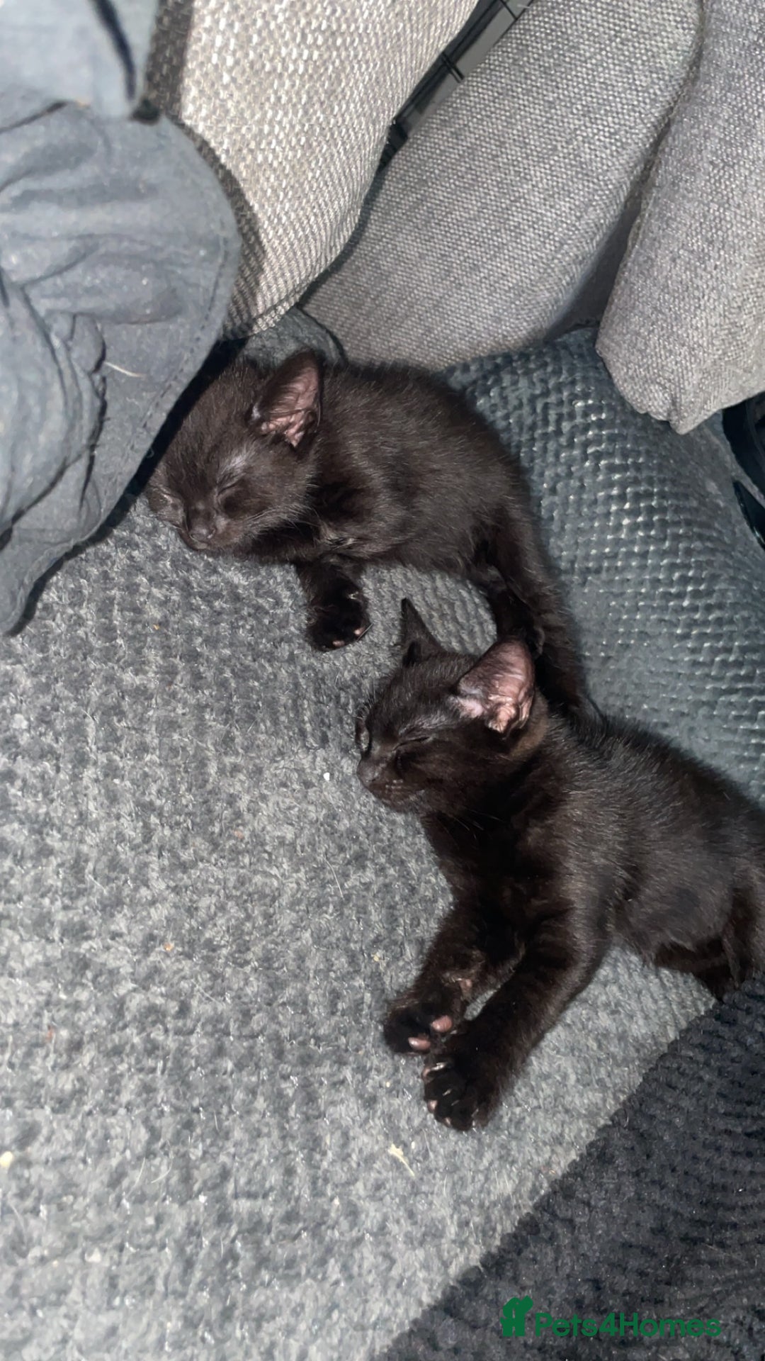Mixed Breed cats for sale: Two beautiful mixed breed kittens  - Image 6