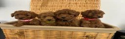 Miniature Poodle dogs for sale: Kc registered Miniature poodles Teddy bear  - Advert 21