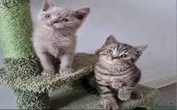 British Shorthair cats for sale: Stunning stripy British shorthair in Eastbourne - Image 3