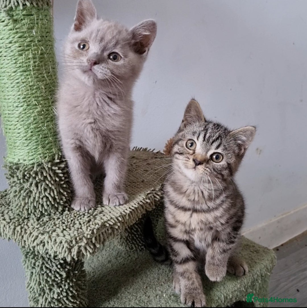 British Shorthair cats for sale: Stunning stripy British shorthair in Eastbourne - Image 3