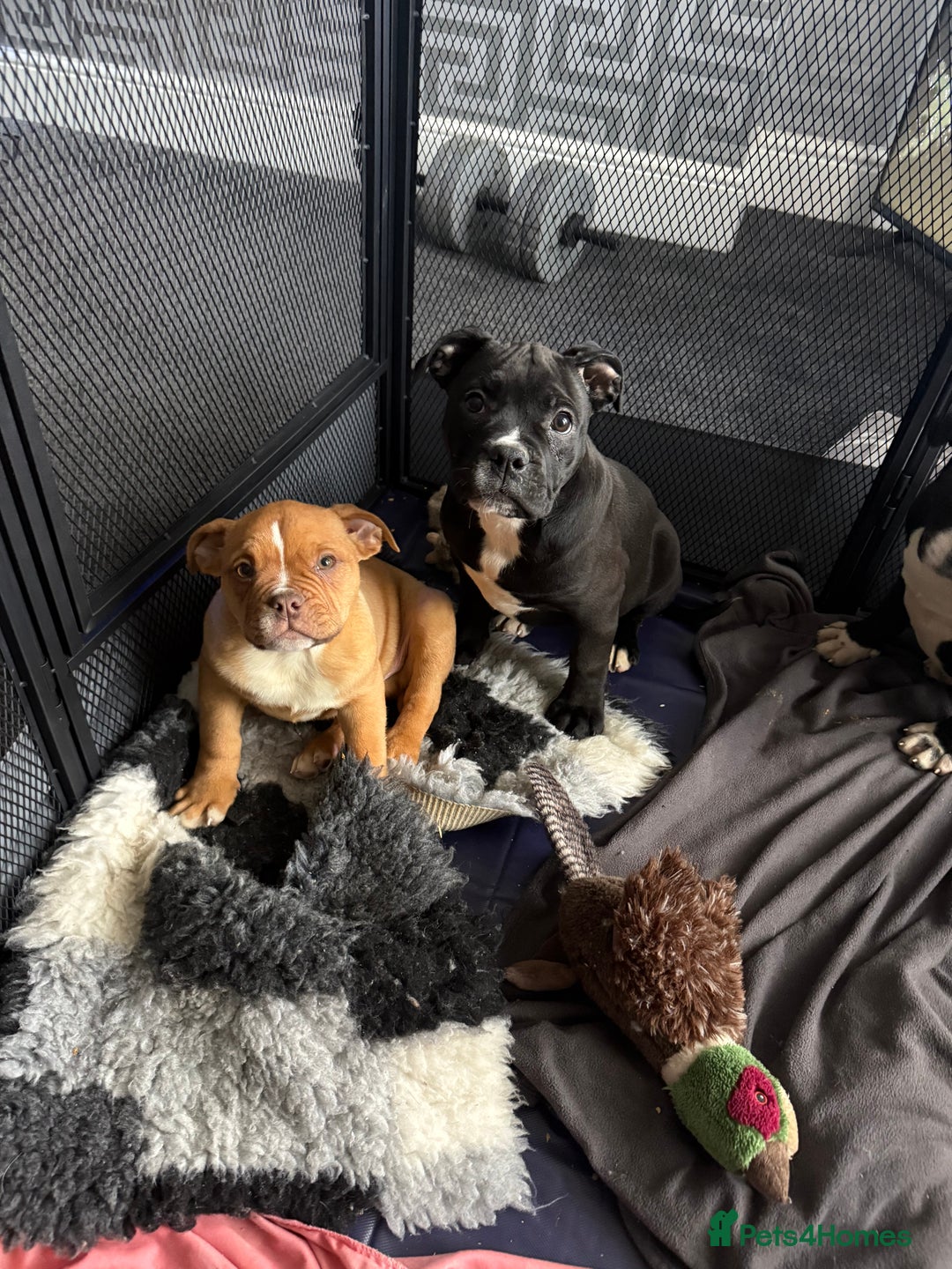 Alapaha Blue Blood Bulldog dogs for sale: ALAPAHA BLUE BLOOD BULLDOGS  - Advert 20