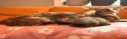 Oriental cats for sale: Beautiful Siamese & Oriental Kittens  - Advert 18