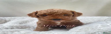 Cockapoo 3