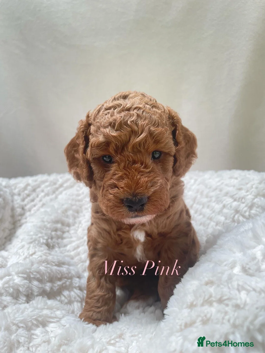 Cockapoo dogs for sale: Stunning F1b mini cockapoos!  in Redcar - Advert 2