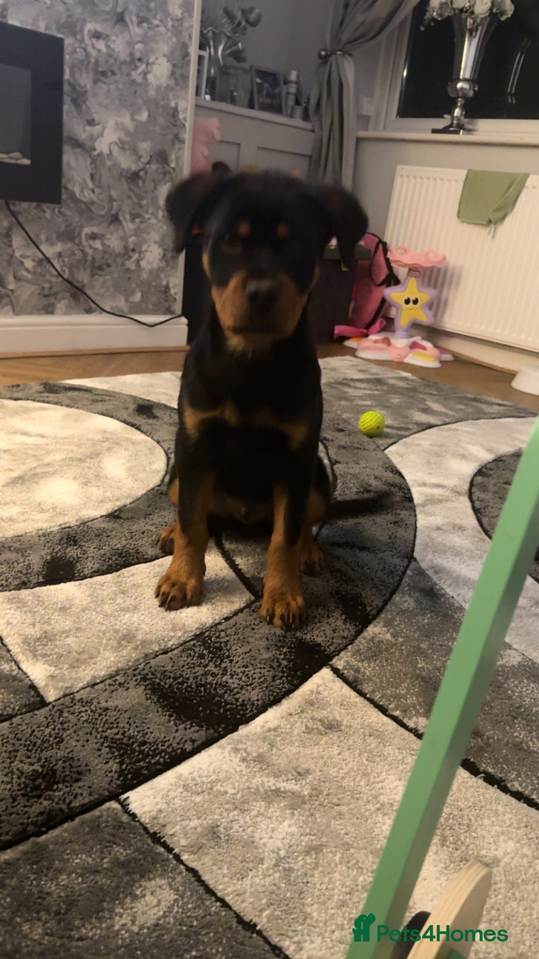 Rottweiler dogs for sale: 16 week old Rottweiler for sale  - Image 3