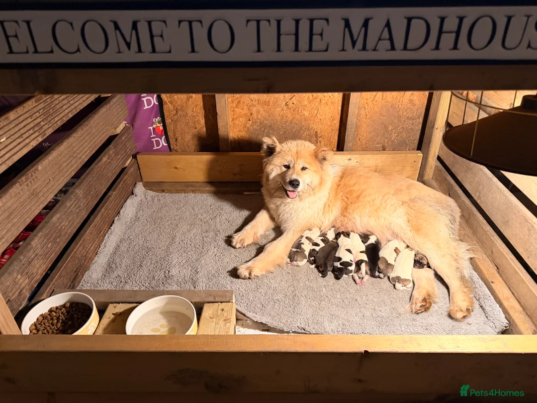 Mixed Breed dogs for sale: Stunning Akita puppies big fluffy family raised ❤️ - Advert 12