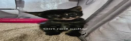 British Shorthair cats for sale: Beautiful kittens  in Diss - Advert 10