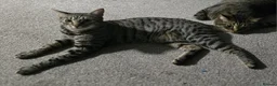 Mixed Breed cats for sale: Handsome Bengal X Domestic Shorthair (Indoor Cat) - Advert 2