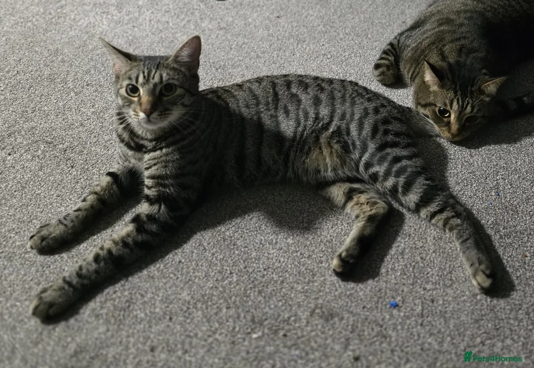 Mixed Breed cats for sale: Handsome Bengal X Domestic Shorthair (Indoor Cat) - Advert 2