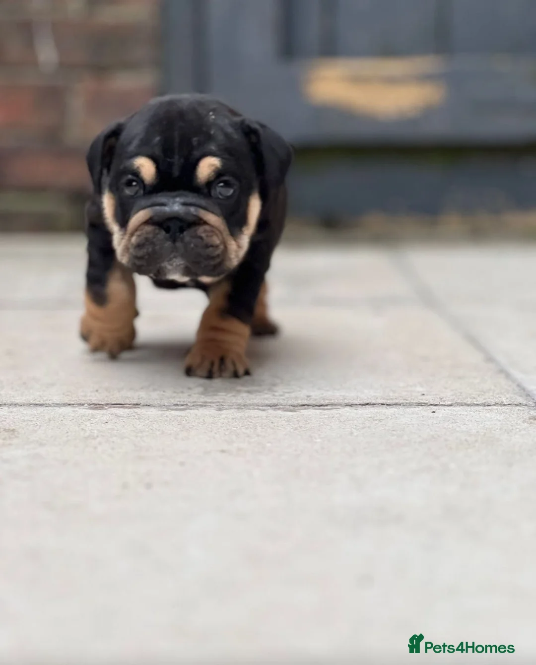 English Bulldog dogs for stud: Red Bulldog Stud - Advert 21