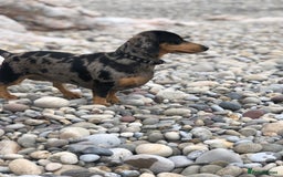 Dachshund dogs for sale: Mini dachshund puppies  - Image 8
