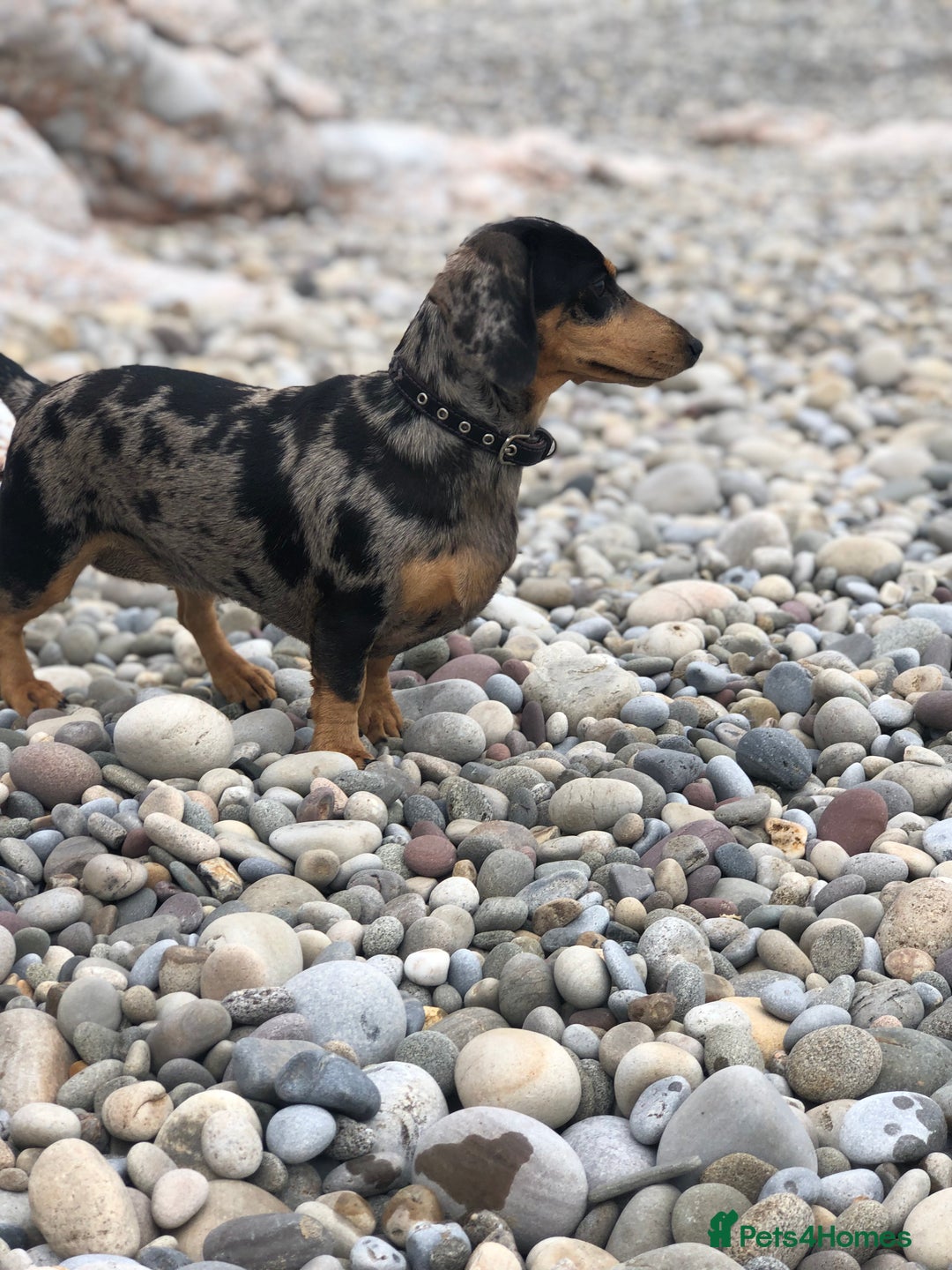 Dachshund dogs for sale: Mini dachshund puppies  - Image 8