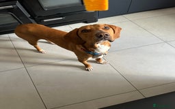 Bavarian Mountain Hound dogs for sale: Zoro needs a new home - Image 10