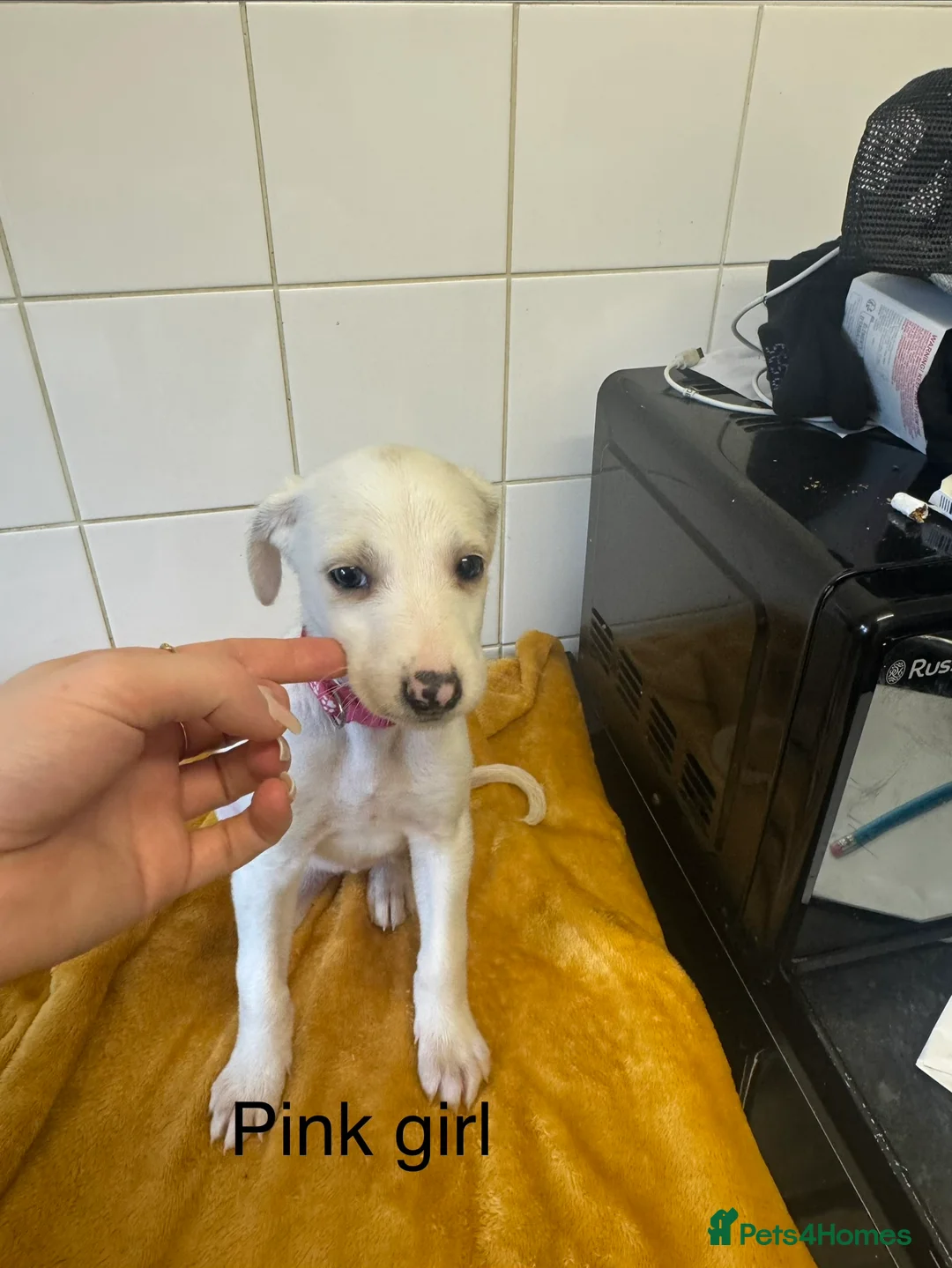 Lurcher dogs for sale: Mali x sluki puppies  - Advert 7