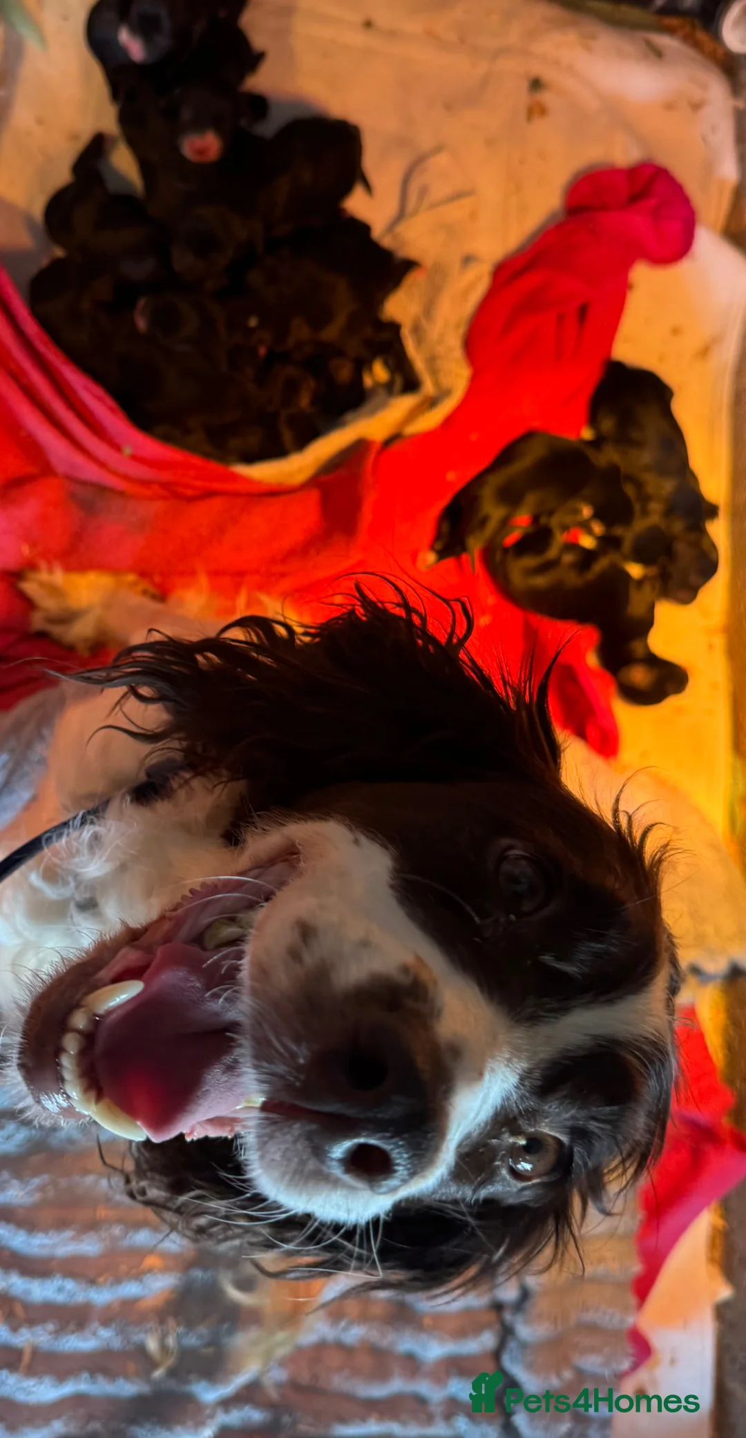 Sproodle dogs for sale: Deposits now taken for my Sproodle pups! - Advert 2