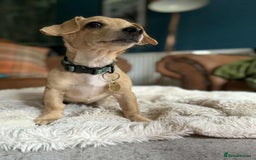 Mixed Breed dogs for adoption: Rusty the tiny cuddle monster  - Image 10
