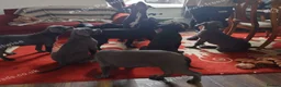 Cane Corso dogs for sale: Reduced! Champion Bloodline Cane Corso Puppies - Advert 10