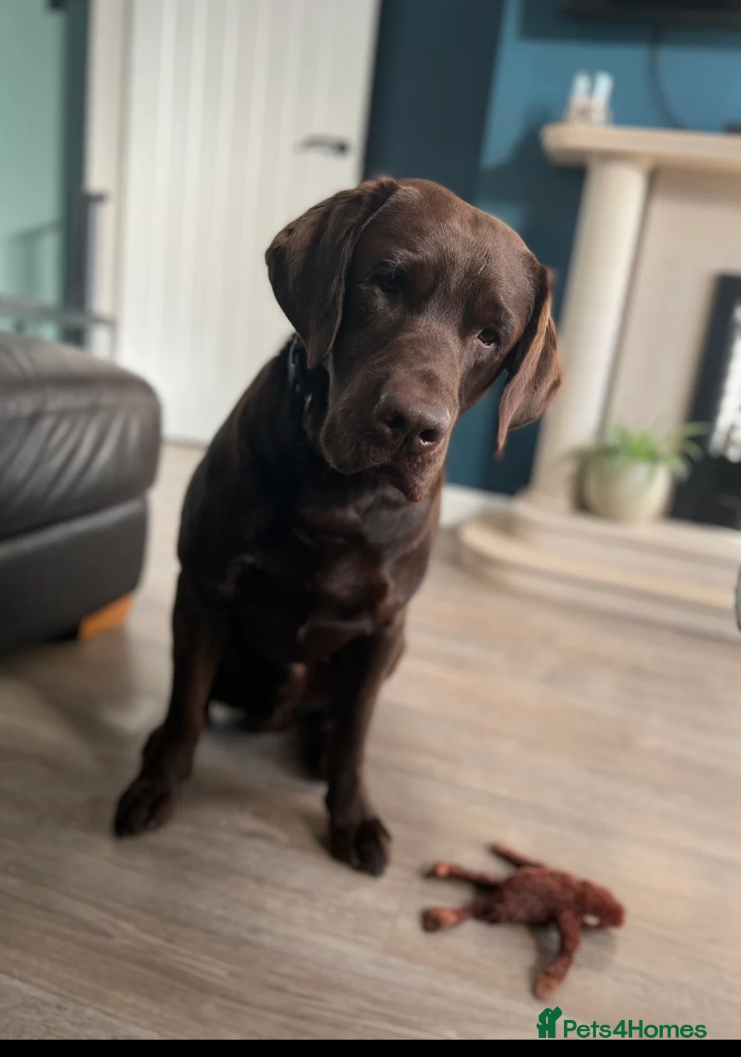 Labrador Retriever dogs for stud: Chocolate Labrador For Stud in Burnley - Advert 3
