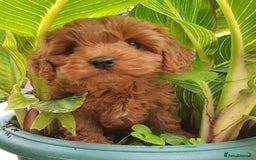 Cavapoo dogs for sale: Deep red Cavapoo puppies - Image 2