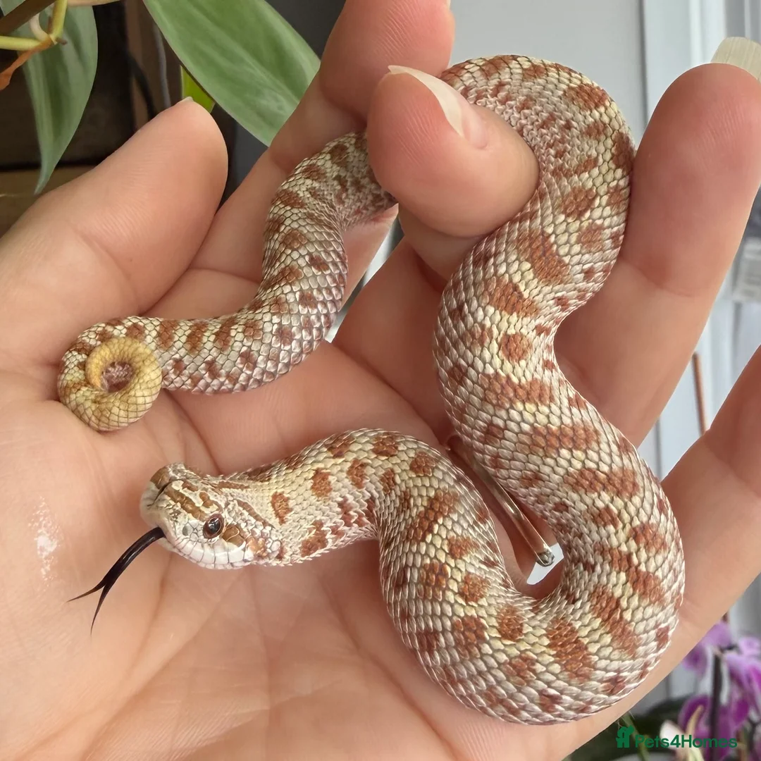 Snake reptiles for sale: Western Hognose Hatchlings - Advert 2