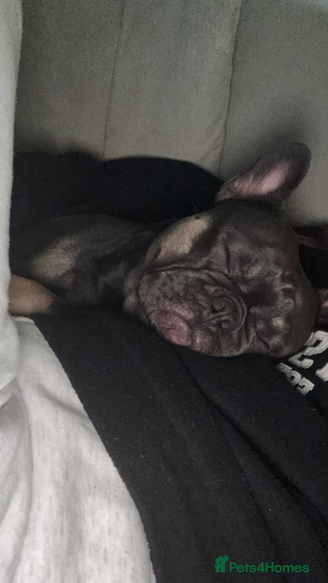 French Bulldog dogs for sale: French bulldog Male - Advert 2