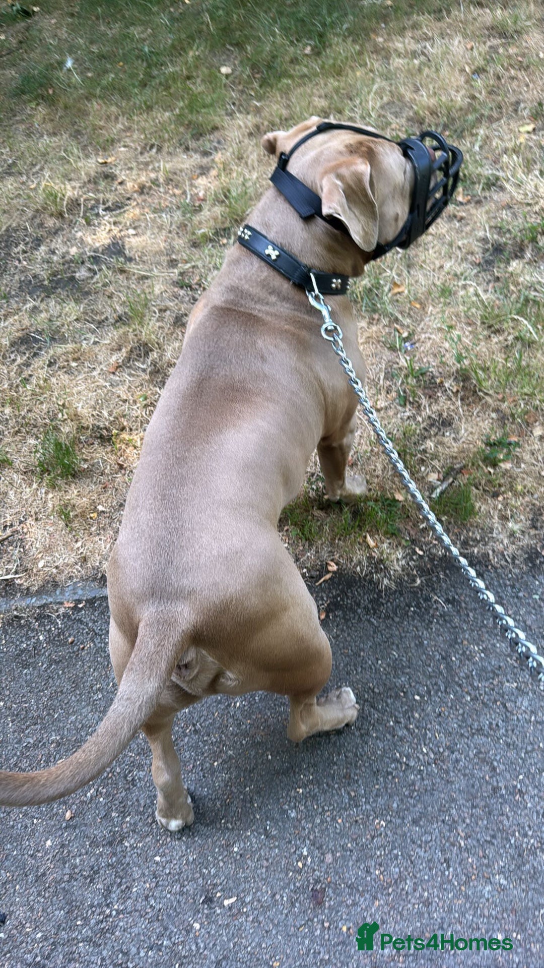 American Bully dogs for sale: Looking  for new home  - Advert 5