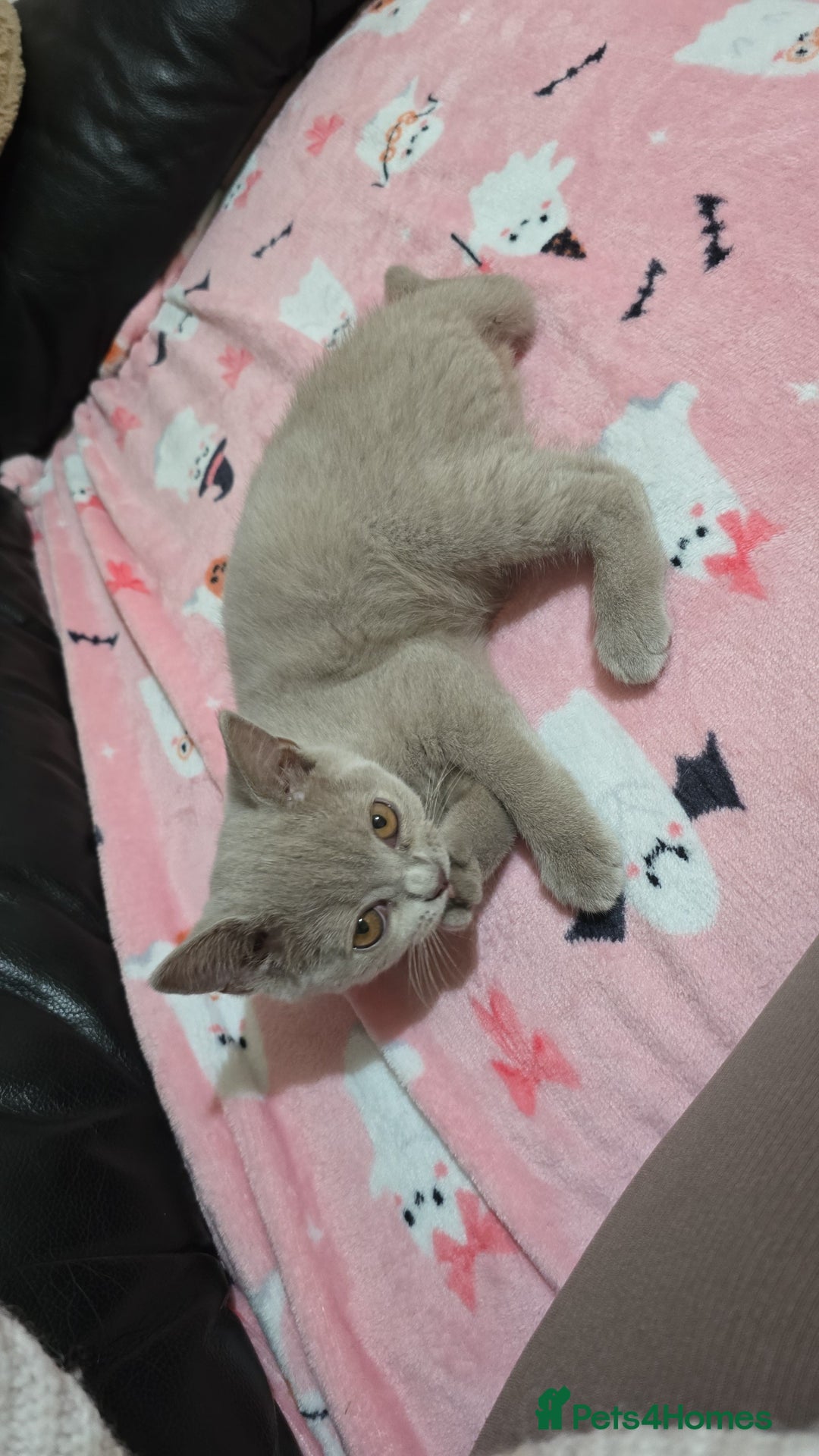 British Shorthair cats for sale: 🐾 Last British Shorthair Kitten – Lilac Cream 🐾 - Image 2