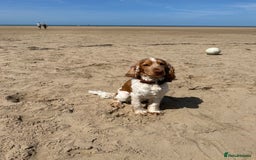 Cocker Spaniel dogs for stud: KC Reg Show Cocker Spaniel- Extensively DNA tested in Warrington - Image 12