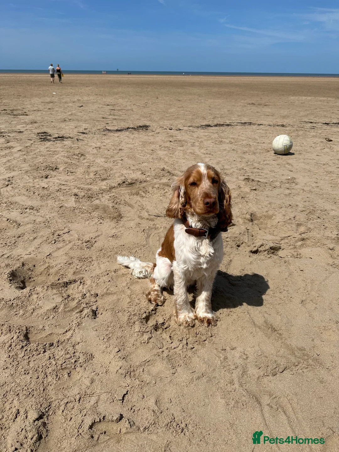 Cocker Spaniel dogs for stud: KC Reg Show Cocker Spaniel- Extensively DNA tested in Warrington - Advert 17