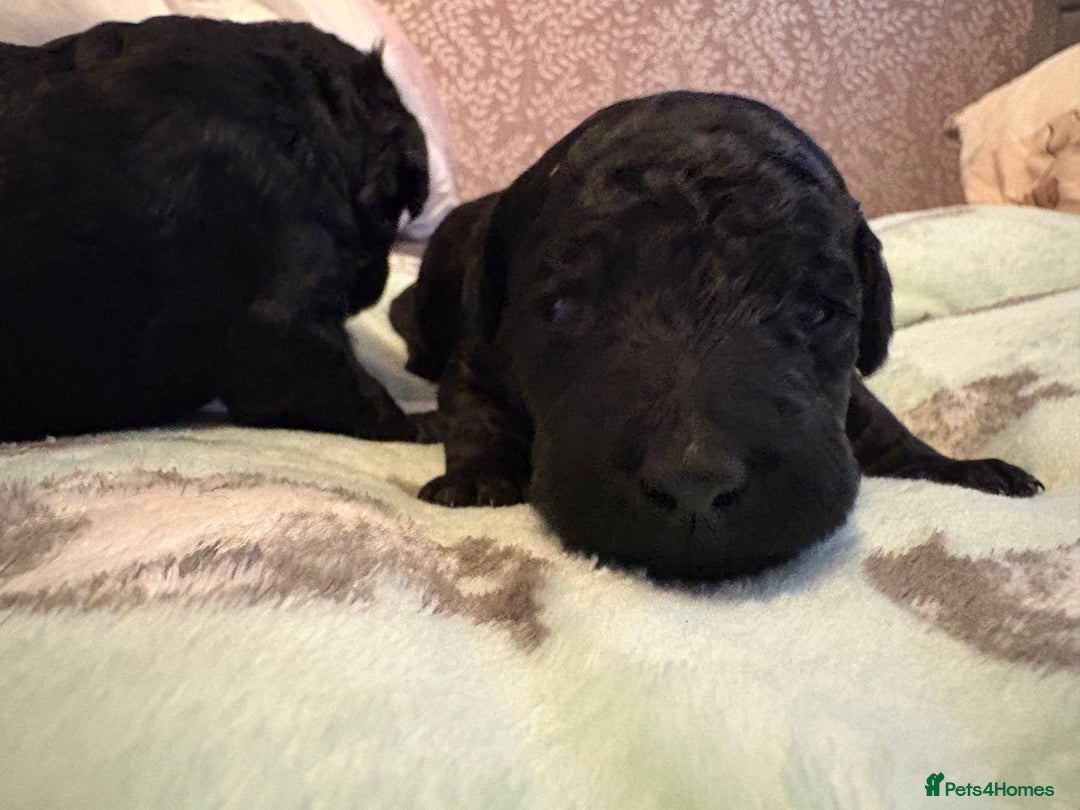 Standard Poodle dogs for sale: Black girl  - Image 1